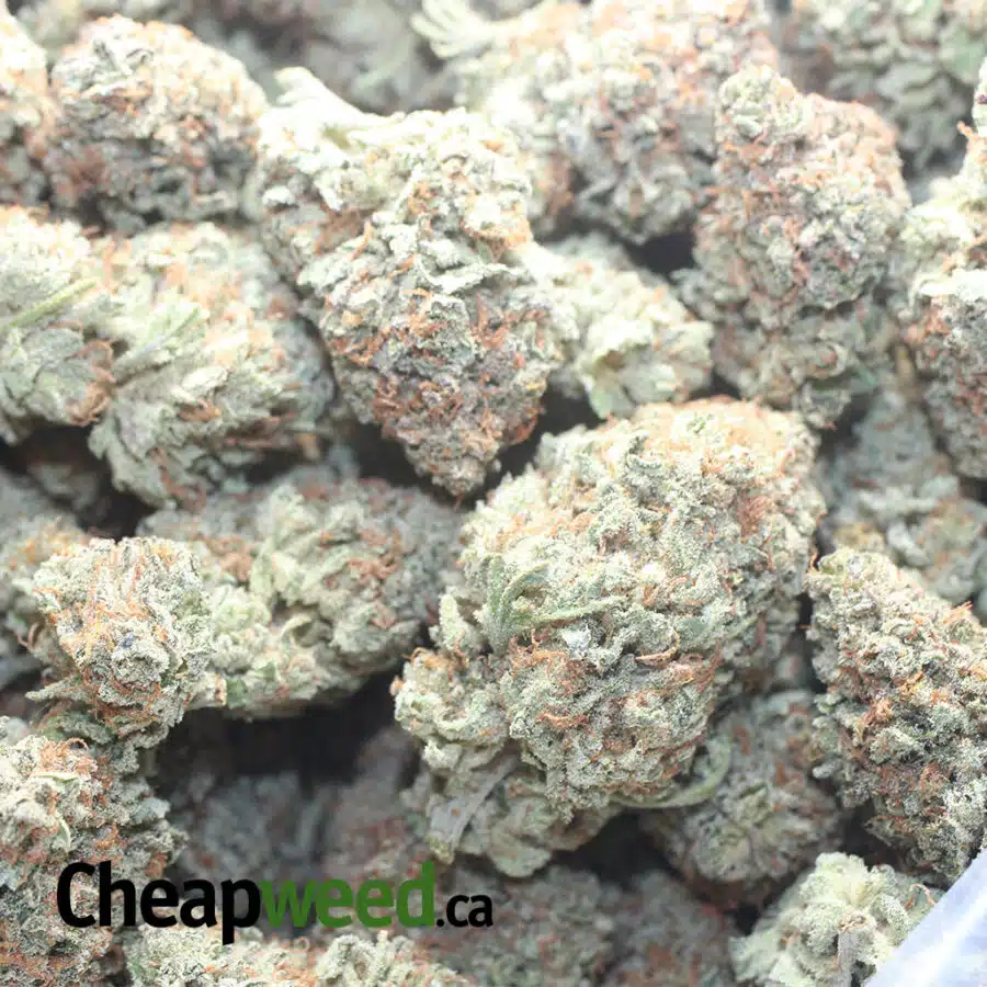 CRITICAL KUSH 2 I Critical Kush #2