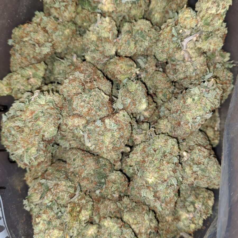 Critical kush 1 1 I Critical Kush