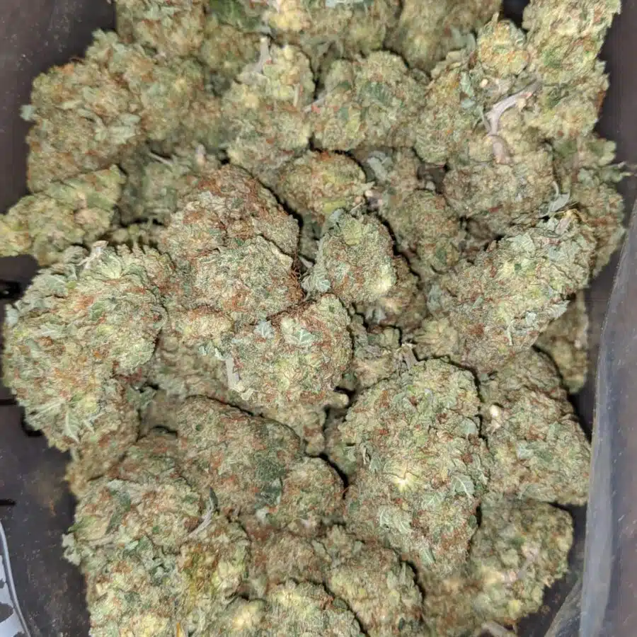 Critical kush 1 1 I Critical Kush