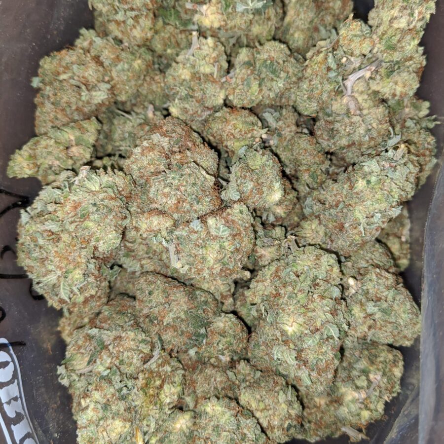 Critical kush 2 1 I Critical Kush