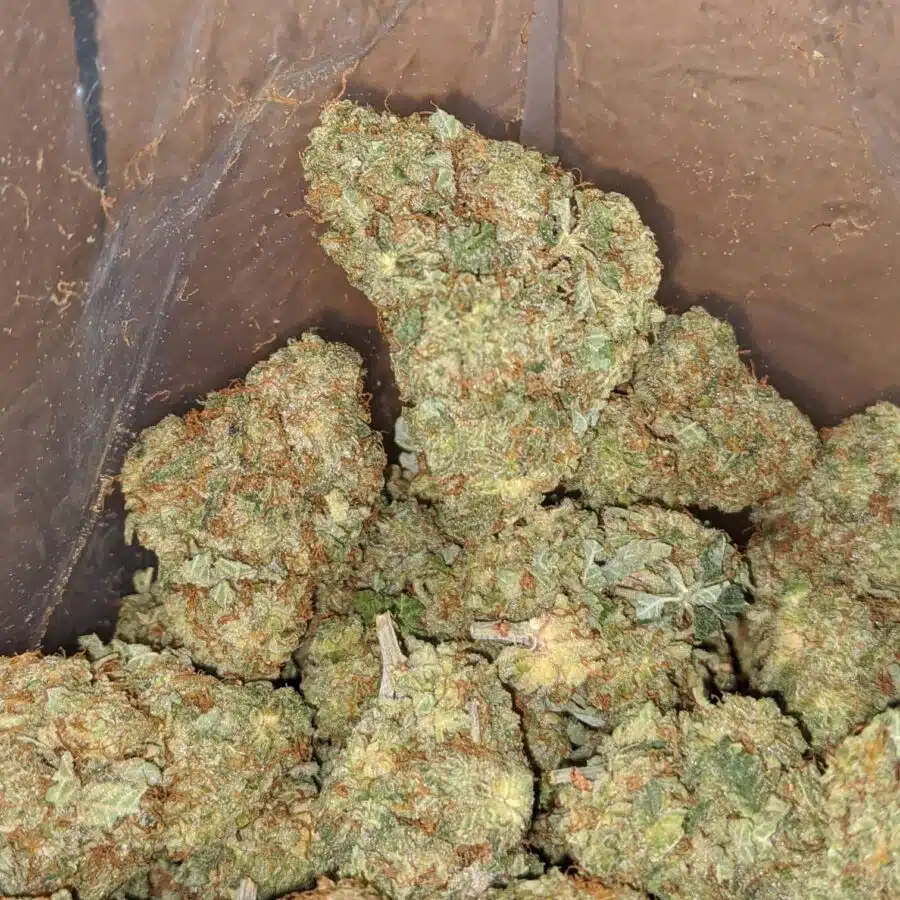 Critical kush 3 1 I Critical Kush