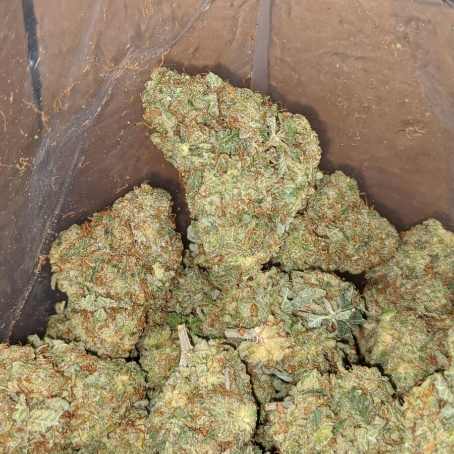 Critical kush 4 1 I Critical Kush