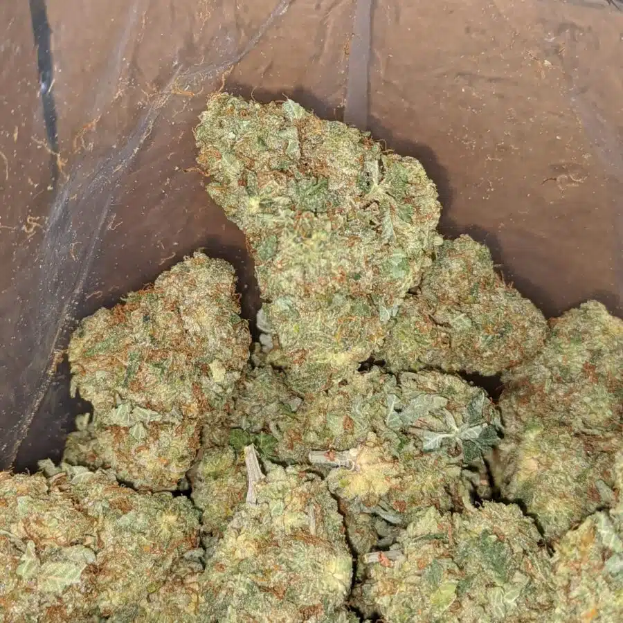Critical kush 4 1 I Critical Kush