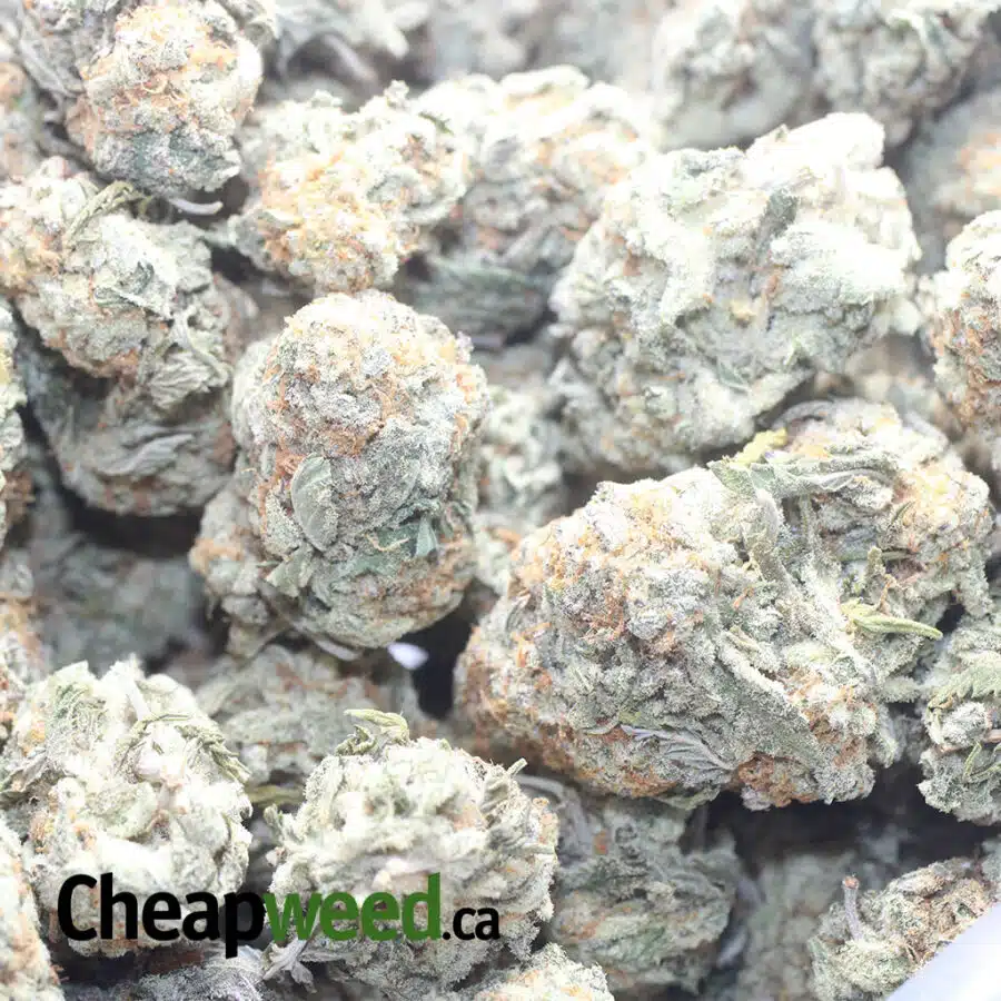 GORILLA COOKIES 1 I Gorilla Cookies