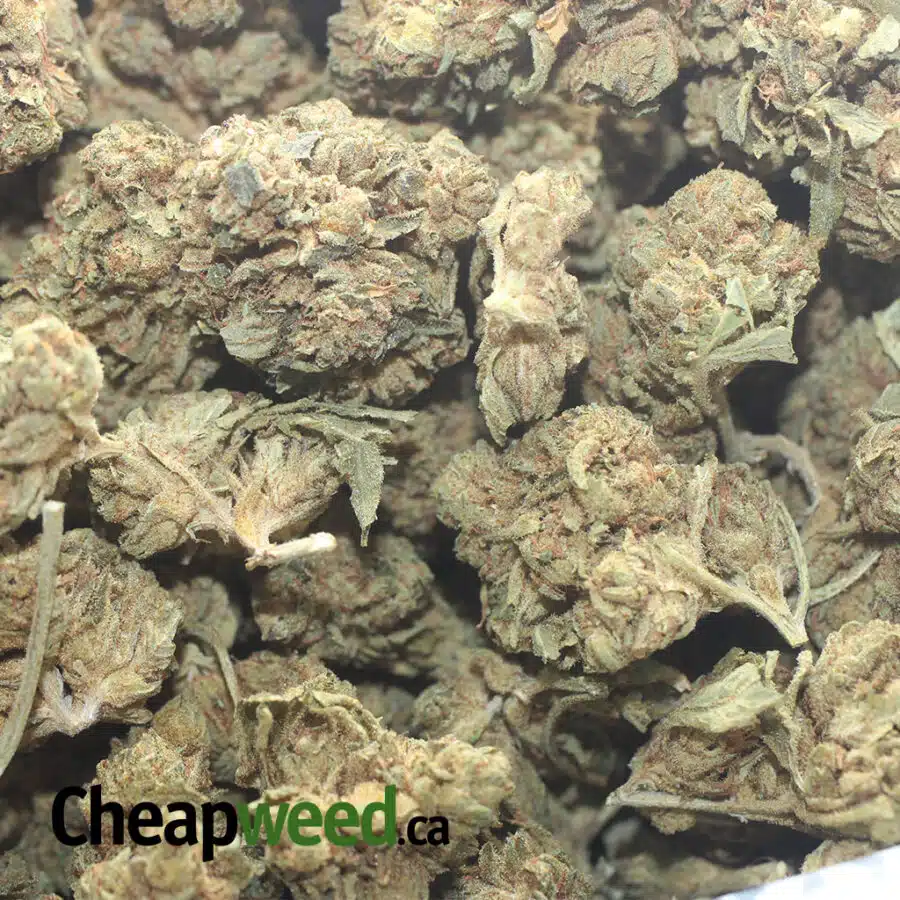 GREASY BUBBA 1 I $ 33 Oz - Greasy Bubba