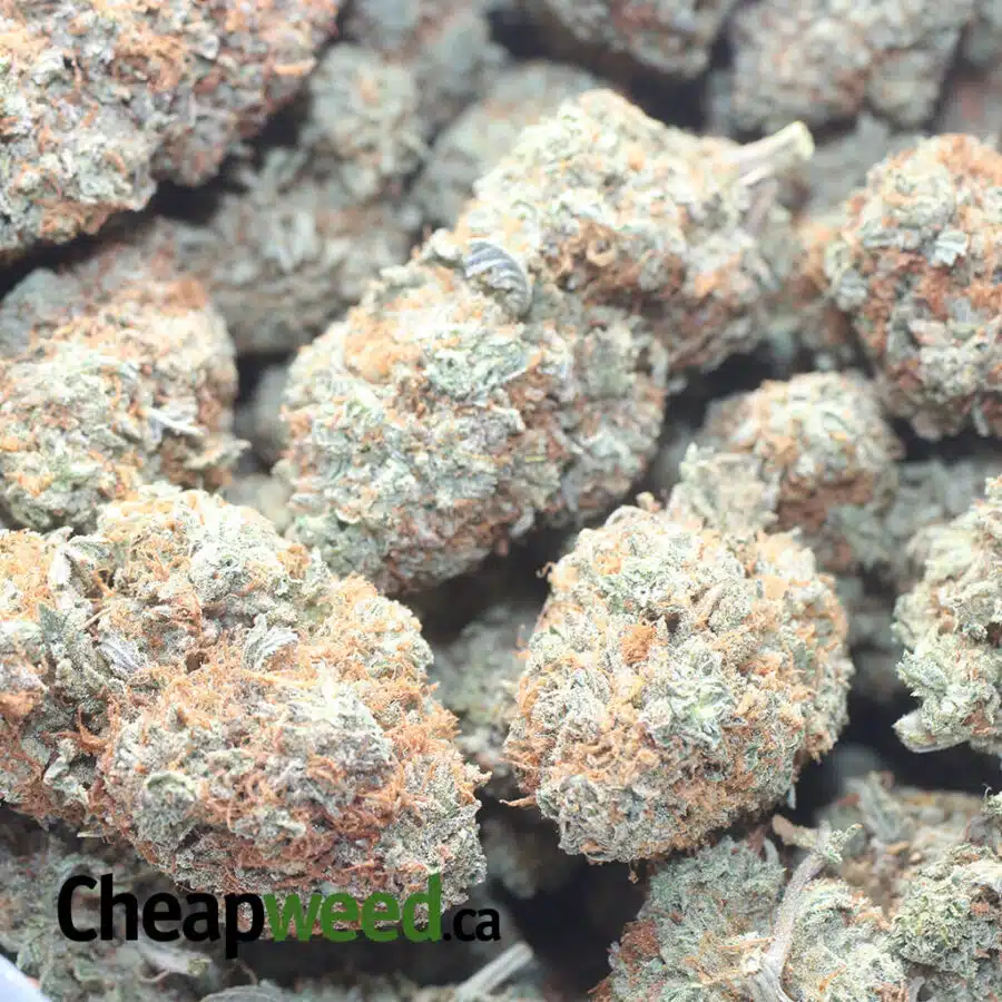 ITALIAN ICE 1 I $ 60 Oz - Italian Ice
