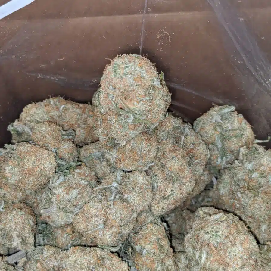 Mango sherbet 1 I $ 54 Oz - Mango Sherbert