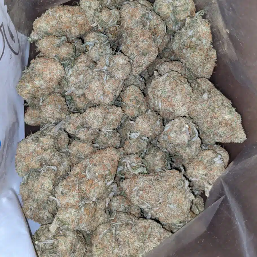 Mango sherbet 2 I $ 54 Oz - Mango Sherbert
