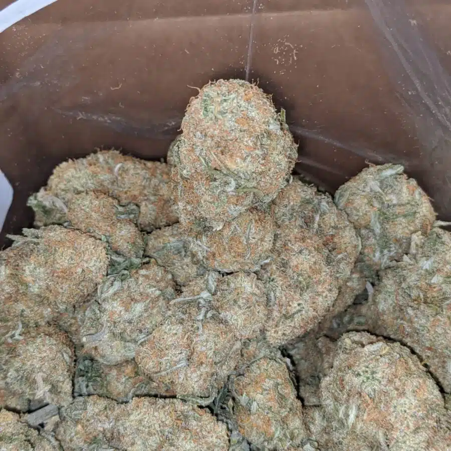 Mango sherbet 3 I $ 54 Oz - Mango Sherbert