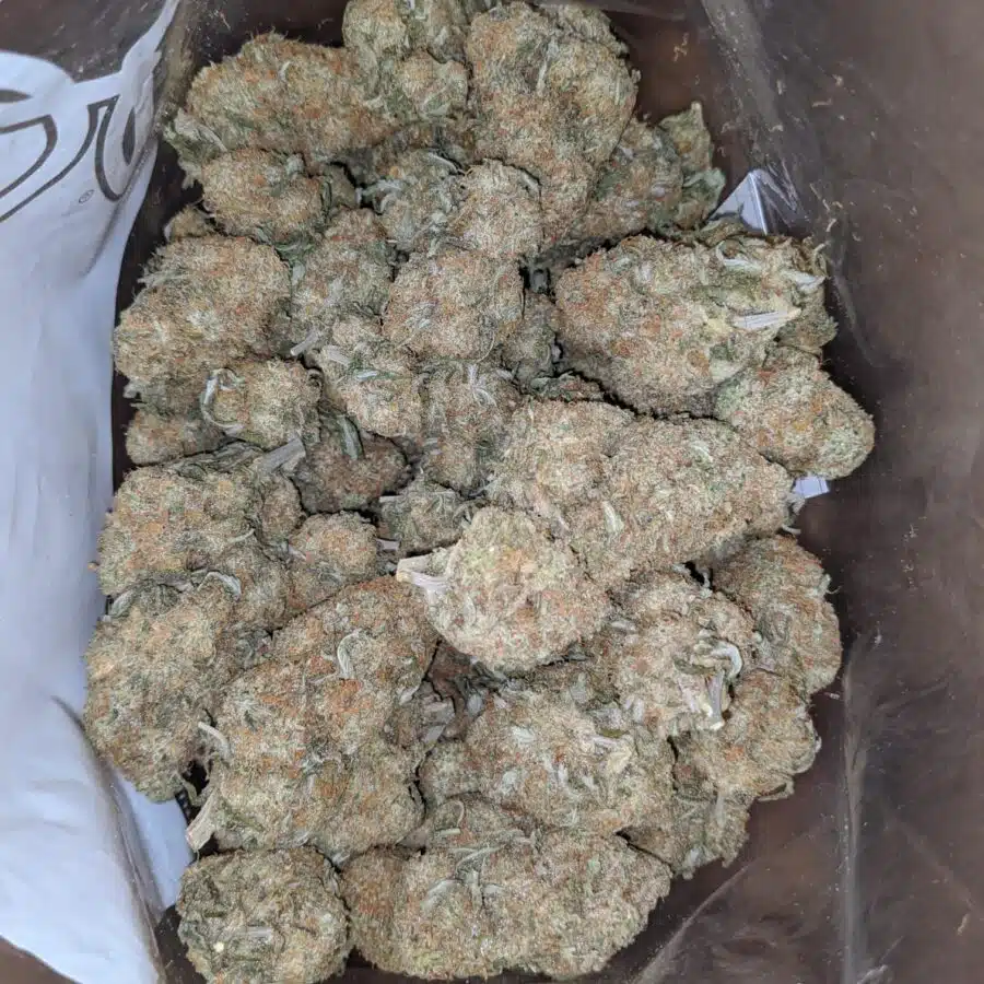 Mango sherbet 5 I $ 54 Oz - Mango Sherbert