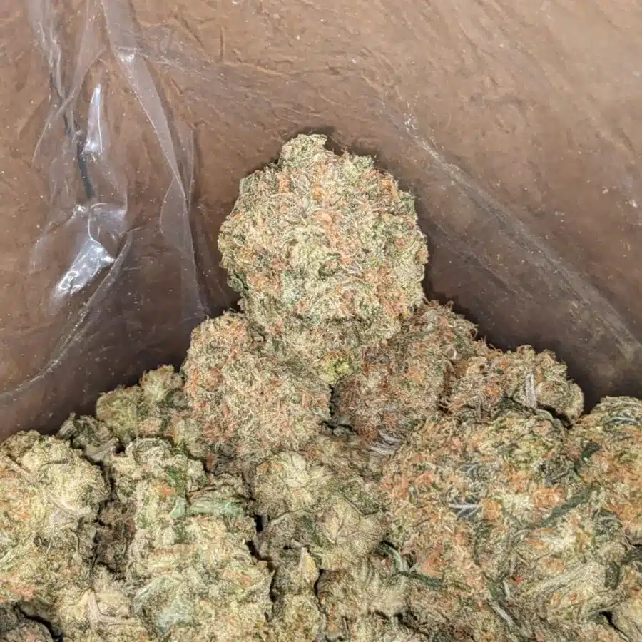Orange Tangie 1 I Orange Tangie