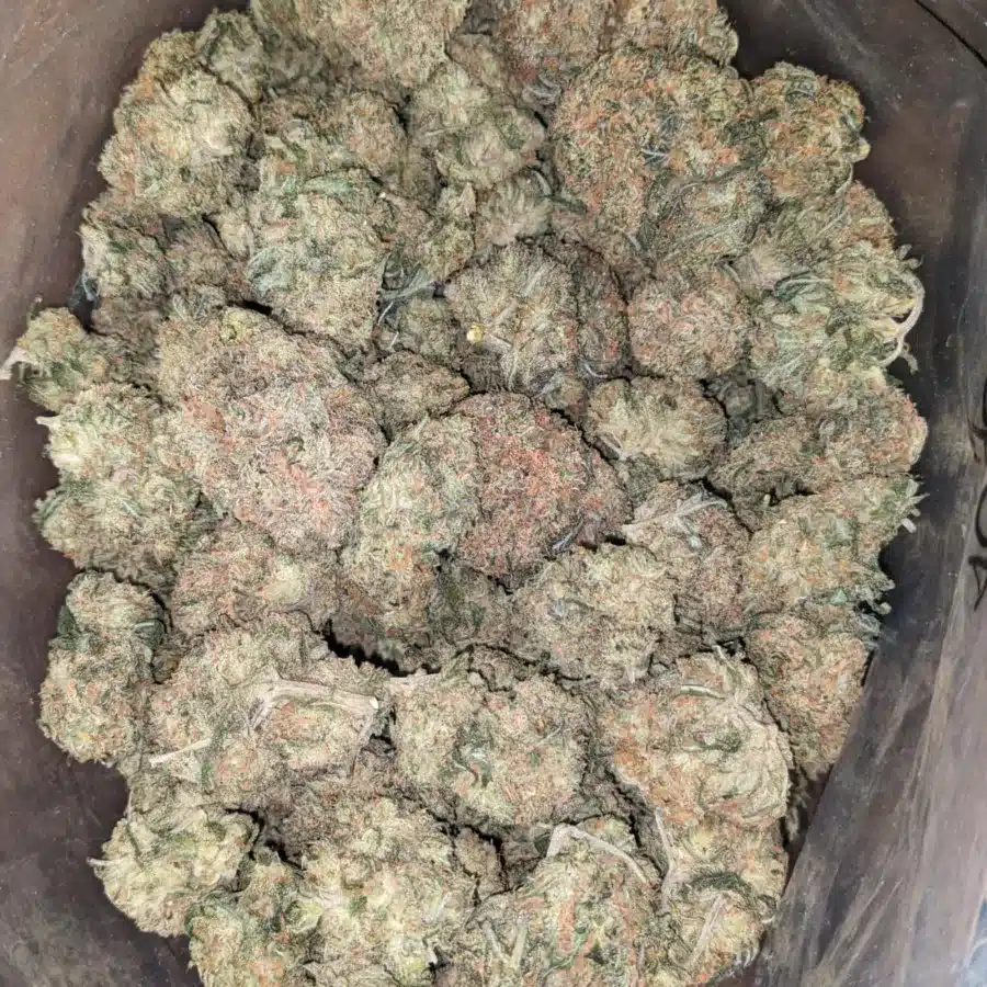Orange Tangie