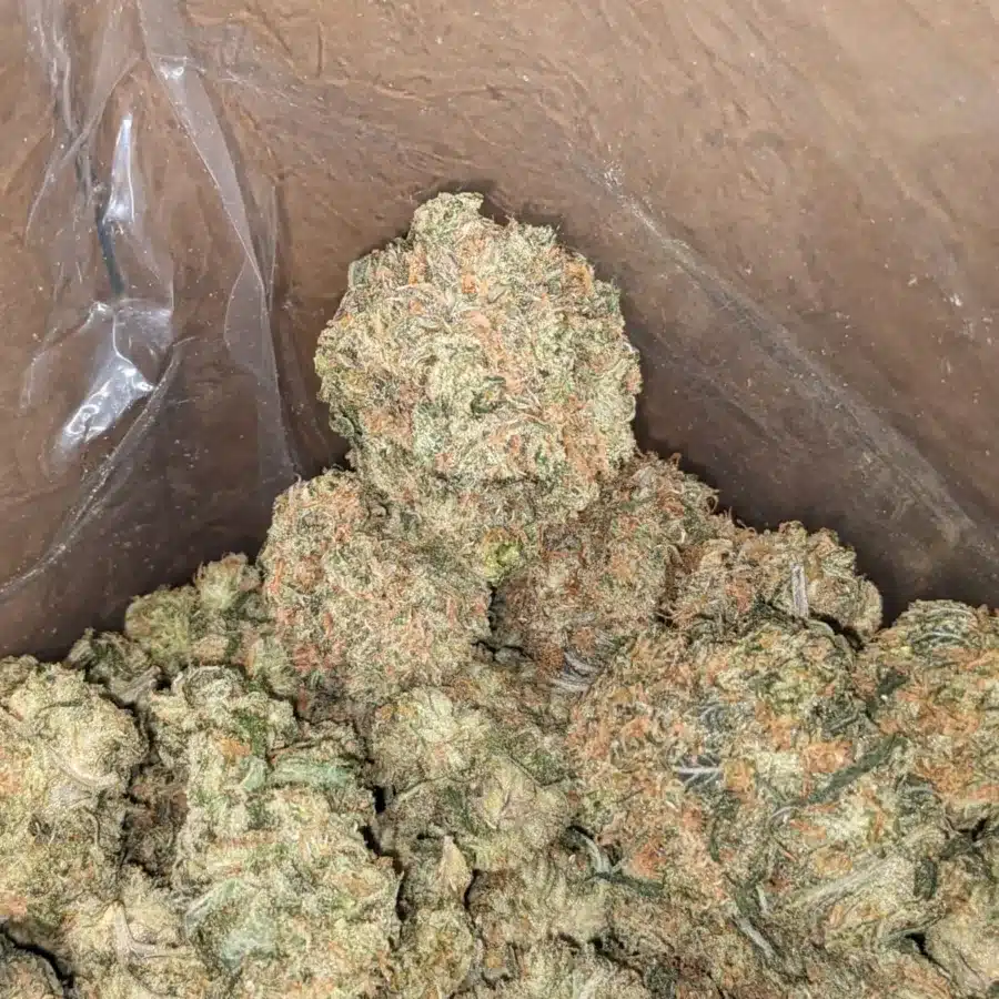 Orange Tangie 3 I Orange Tangie