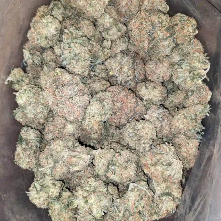 Alternative view of Orange Tangie