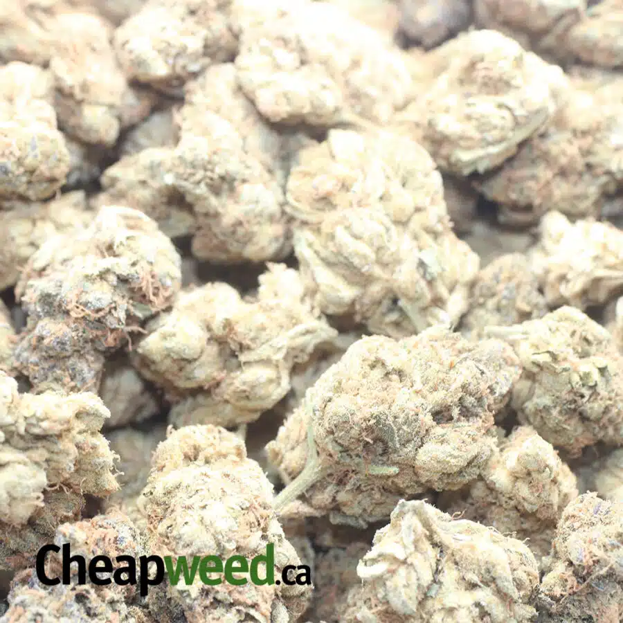 PUGS BREATH 1 I $ 35 Oz - Pugs Breath