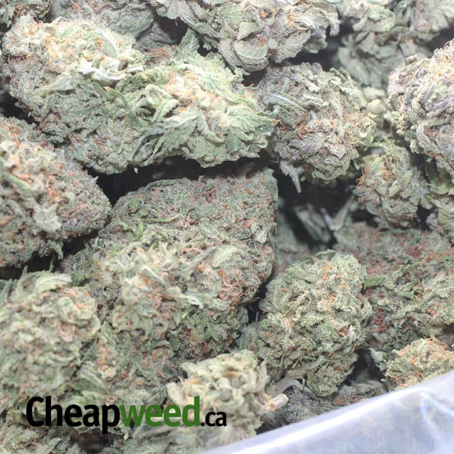 PURPLE NUKEN 3 I Purple Nuken