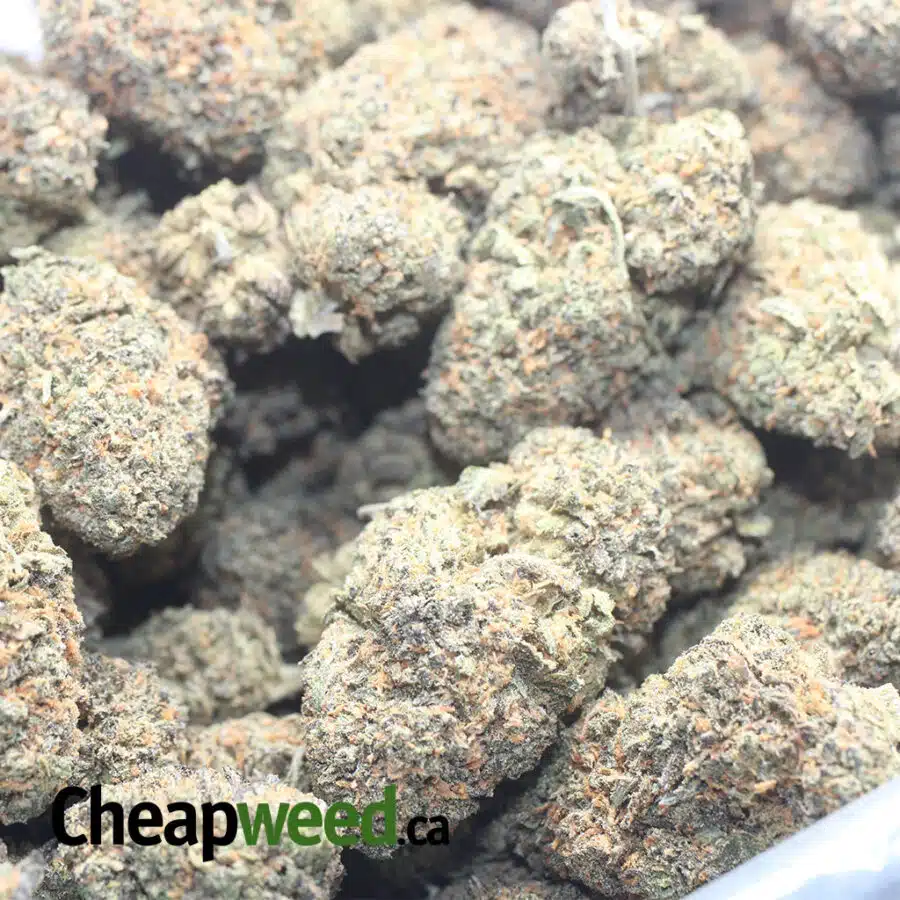 PURPLE ZKITTLES 1 I Purple Zkittles