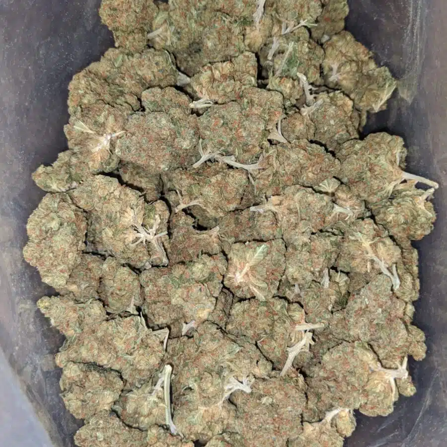 WhatsApp Image 2024 07 24 at 9.29.40 AM 1 I $ 41 Oz - Greasy Bubba