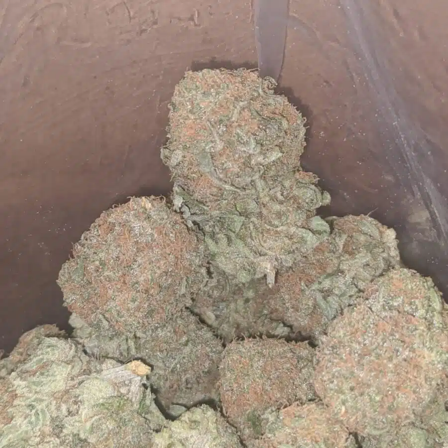 cheese chong 1 I Cheese And Chong