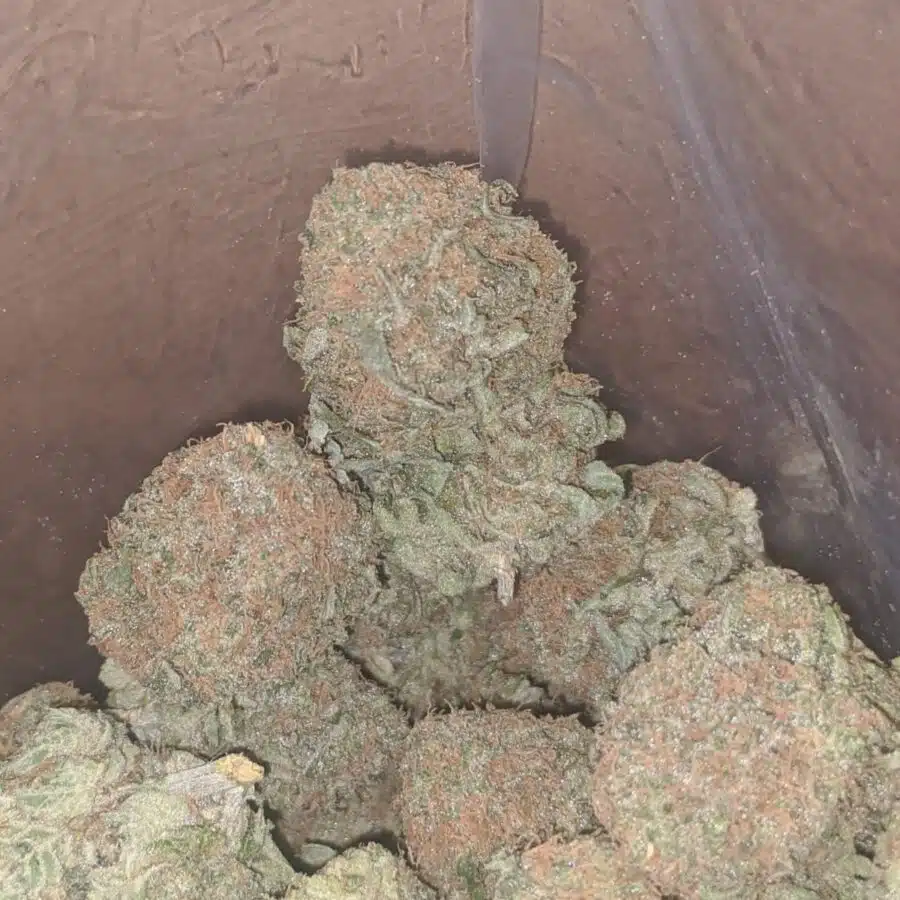 cheese chong 2 I Cheese And Chong