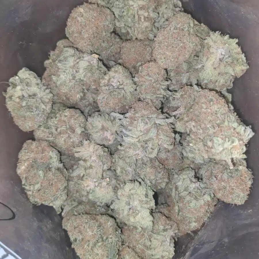 cheese chong 3 I Cheese And Chong