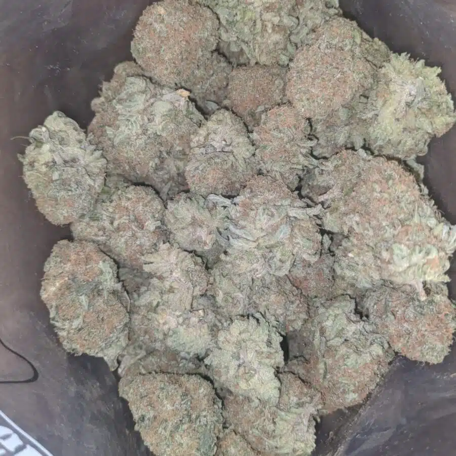 cheese chong 4 I Cheese And Chong