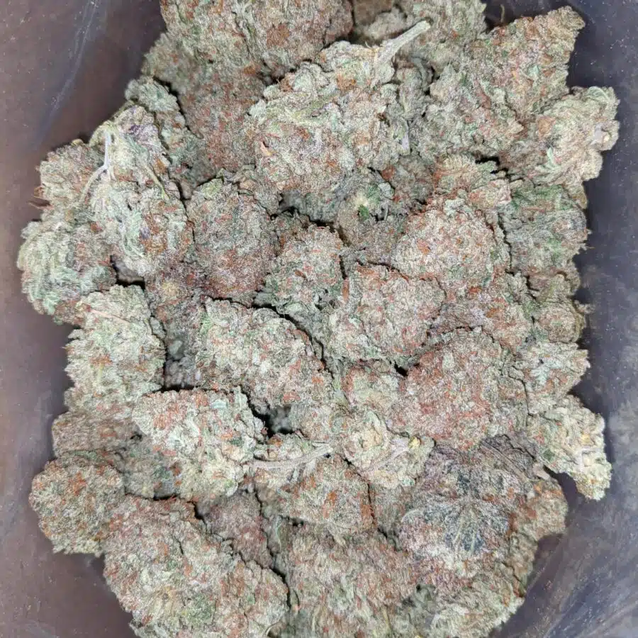 critical kush 1 I Critical Kush #2