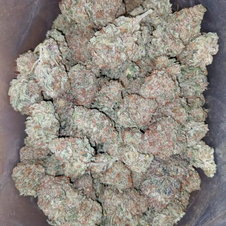 critical kush 2 I Critical Kush #2