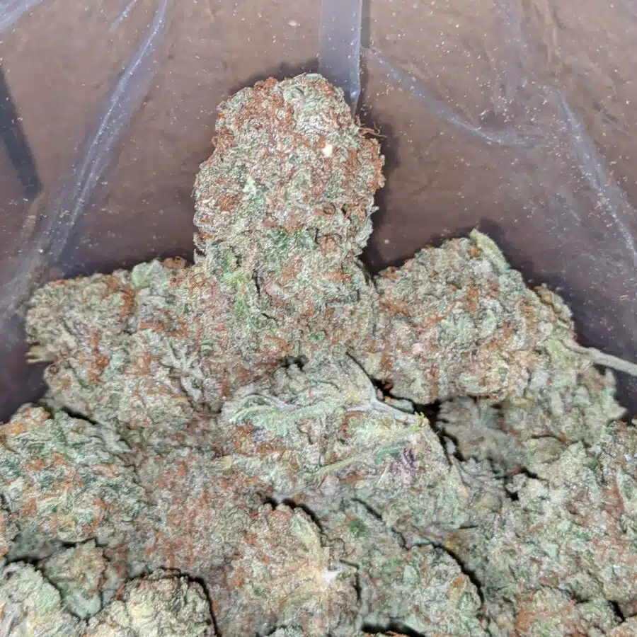 critical kush 3 I Critical Kush #2