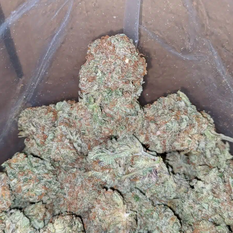critical kush 4 I Critical Kush #2