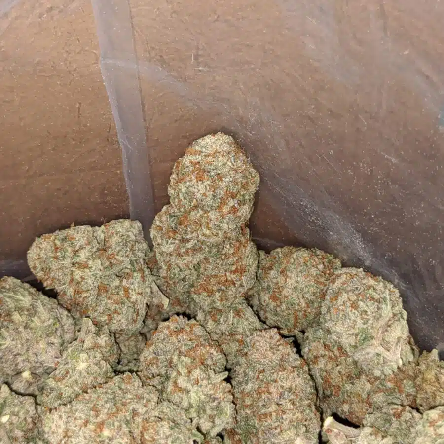 passion fruit 3 I Passion Fruit