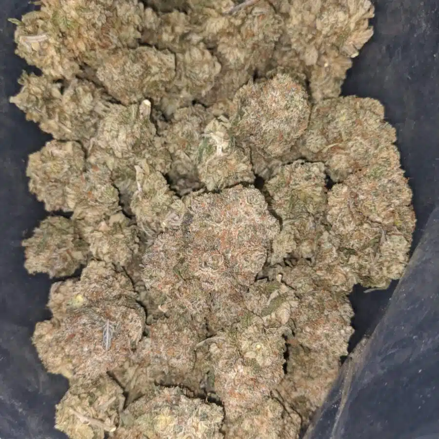 pink panties 1 1 I $ 81 Oz - Pink Panties
