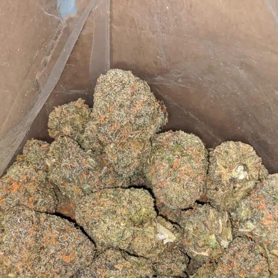 purple zkittles 4 I Purple Zkittles