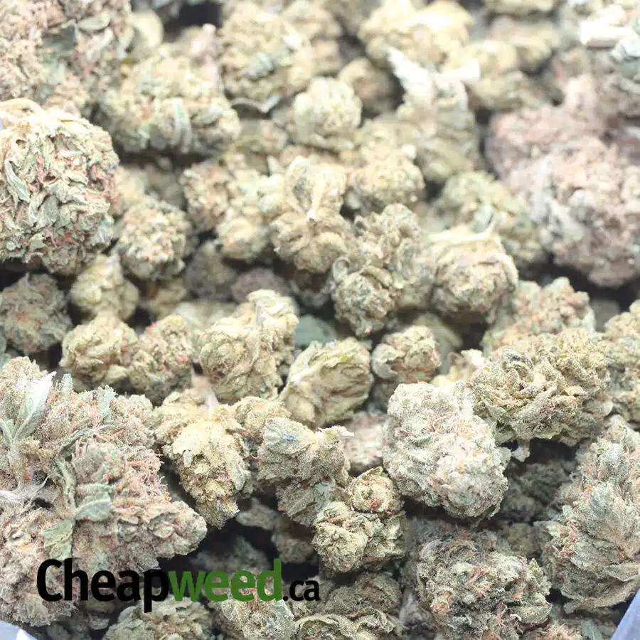 AA CHEAP KUSH BS 1 I AA Cheap Kush Bulk Special