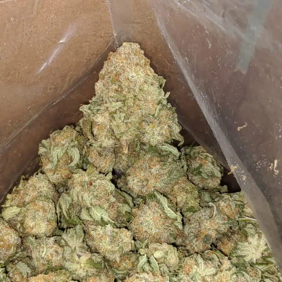BLUE MATARO 3 I $51 Oz - Grape Kush
