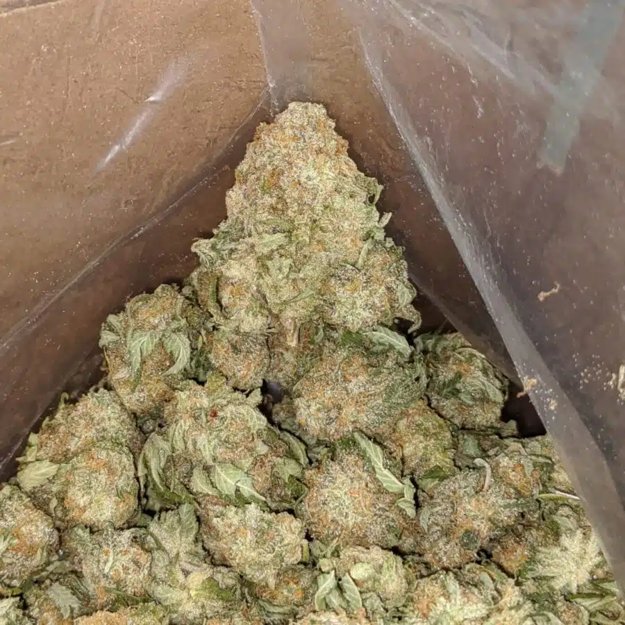 BLUE MATARO 4 I $51 Oz - Grape Kush