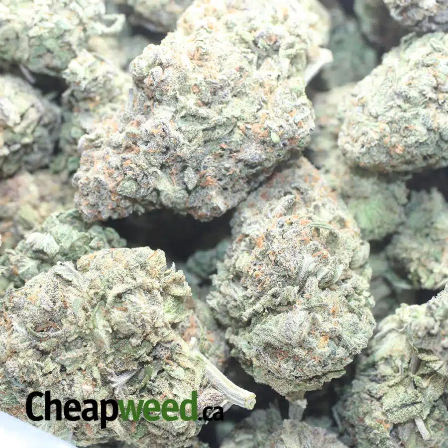 GREENFARMS ALASKAN THUNDERFUCK 1 I Greenfarm's Alaskan Thunderfuck