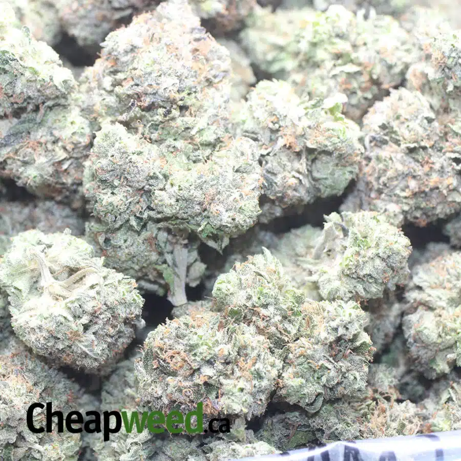 GREENFARMS MK ULTRA 1 I Greenfarm's MK Ultra