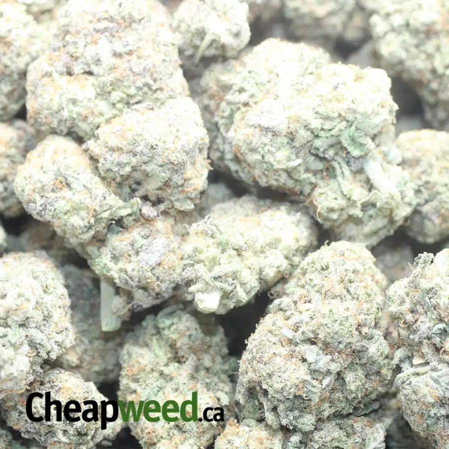 MAC 10 1 I Miracle Alien Cookies #10