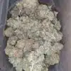 Orange Tangie