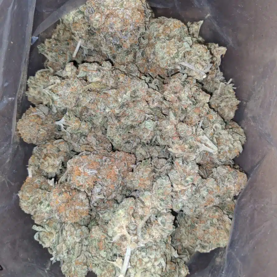 Orange Tangie