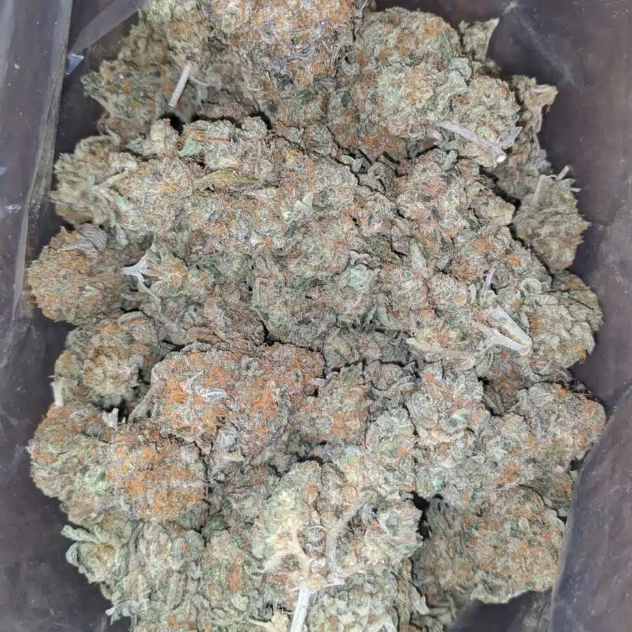ORANGE TANGERINE 2 I Orange Tangie