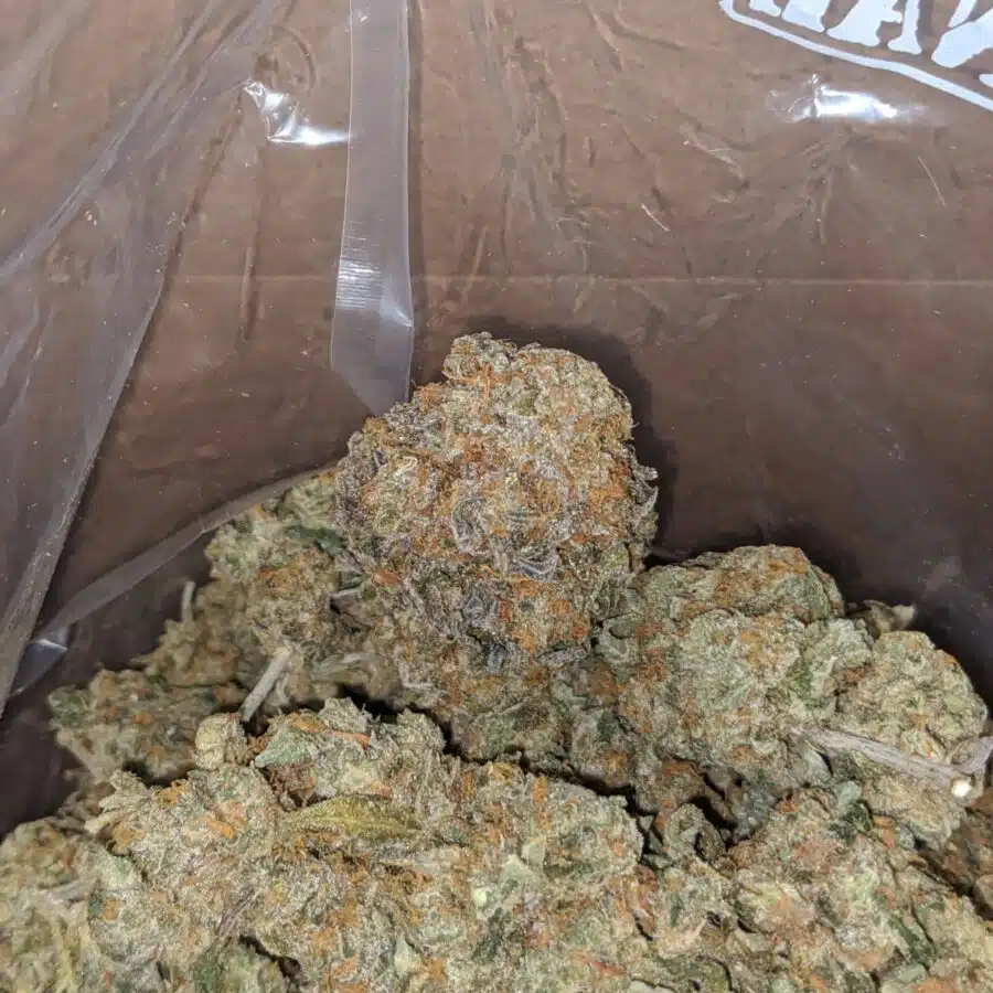 Alternative view of Orange Tangie