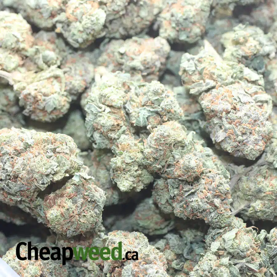 SEATTLE COUGH 1 I $ 57 Oz - Seattle Cough