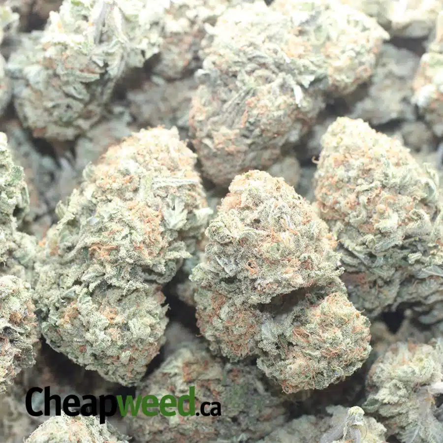 SHERBERT 1 I Sherbert #2