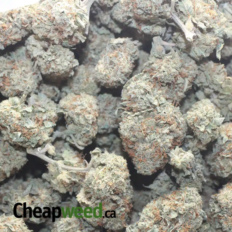 SILVER SKUNK 3 I Silver Skunk