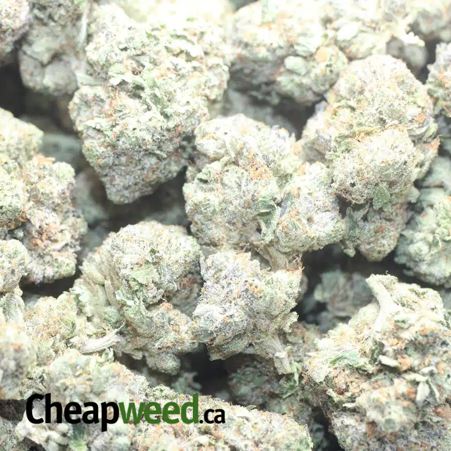 TONYS PINK ROCKSTAR 1 I Tony's Pink Rockstar