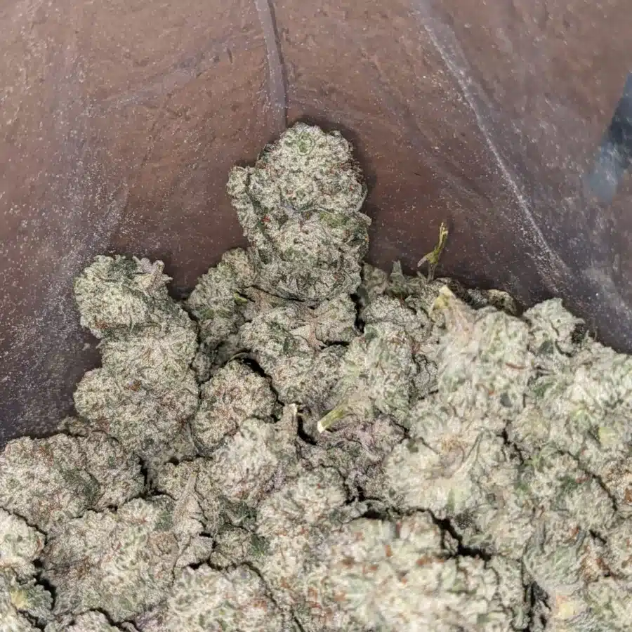 Thin mint 4 I Thin Mints