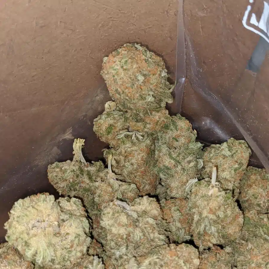 sherbert 1 I Sherbert #2