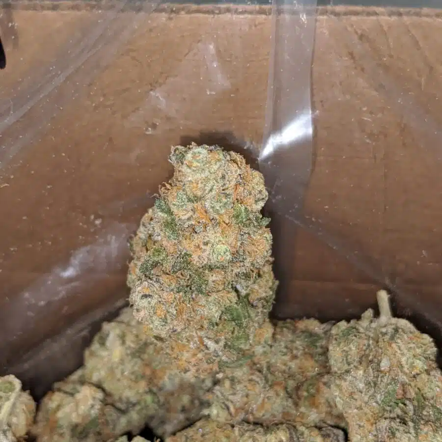 unicorn poop 1 I Unicorn Poop